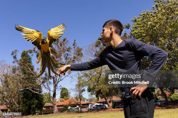 Lucas Gittany trains his one year old Blue and Gold Macaw named Thor in Parramatta on September 20, 2021 in Sydney, Australia. Today was the first...