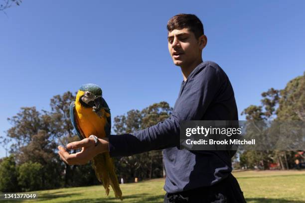 Lucas Gittany trains his one year old Blue and Gold Macaw named Thor in Parramatta on September 20, 2021 in Sydney, Australia. Today was the first...