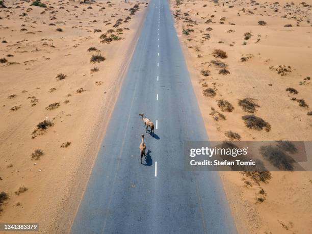 aerial view of camels walking on the desert road in the desert in united arab emirates uae desert - united arab emirates aerial stock pictures, royalty-free photos & images