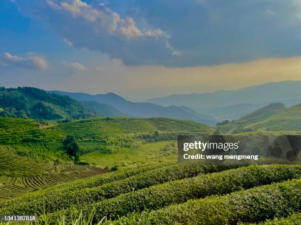 a green tea mountain in fujian, china - green tea plantation leaves stock-fotos und bilder