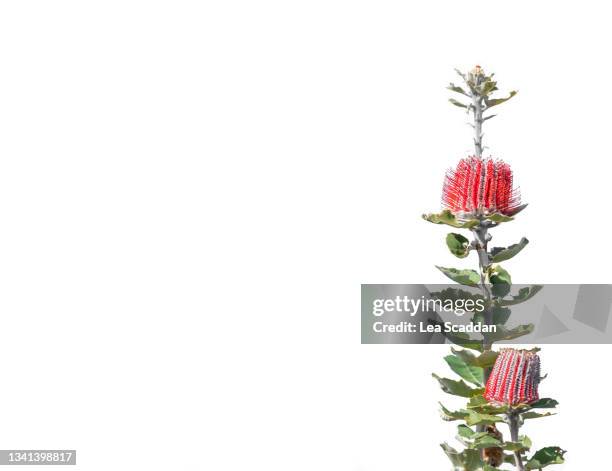 scarlet banksia - australian native flowers stock pictures, royalty-free photos & images