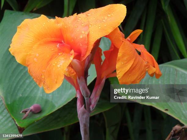 orange, red, attractive flower of canna lily.  canna indica. cannaceae family - canna lily stock-fotos und bilder