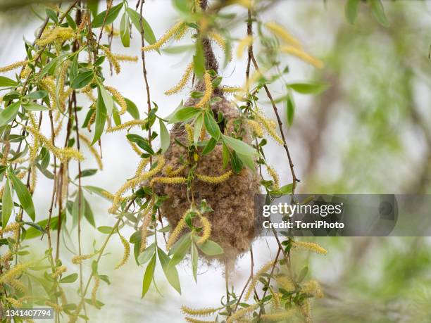 hanging nest on willow branches - eurasian penduline tit stock pictures, royalty-free photos & images