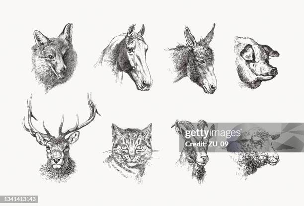 heads of different mammals, wood engravings, published in 1889 - horse head white background stock illustrations