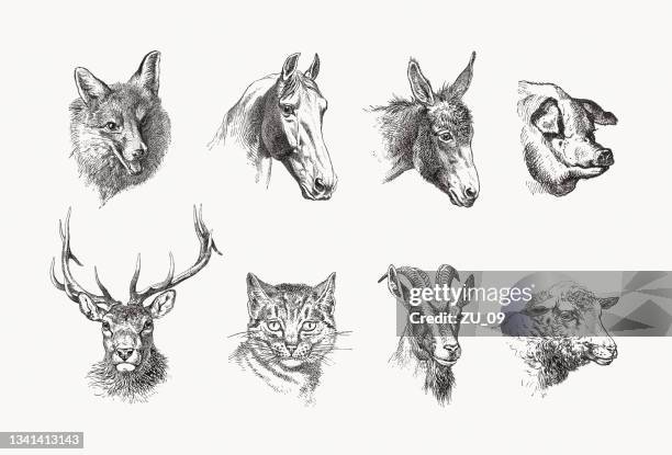 heads of different mammals, wood engravings, published in 1889 - engraved images farm stock illustrations