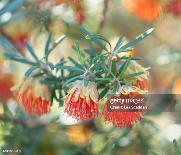 wildflower - australian native flowers stock pictures, royalty-free photos & images