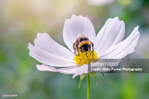 close-up image of a bee collecting pollen from a summer, white cosmos flower - honey bee stock pictures, royalty-free photos & images