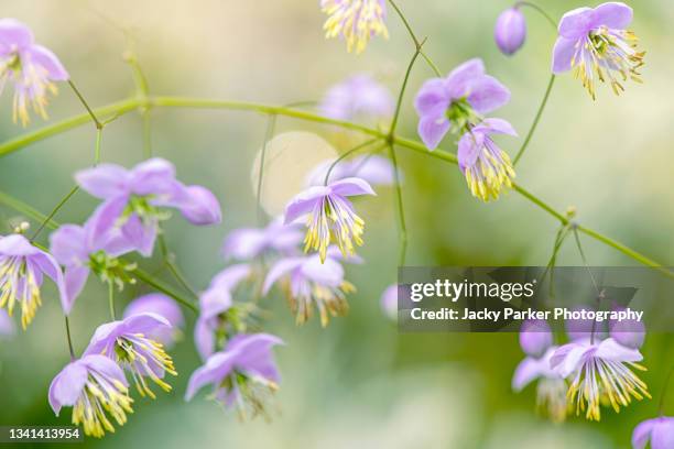 close-up image of the beautiful summer flowering, purple flowers of thalictrum delavayi also known as chinese meadow rue - thalictrum delavayi stock pictures, royalty-free photos & images