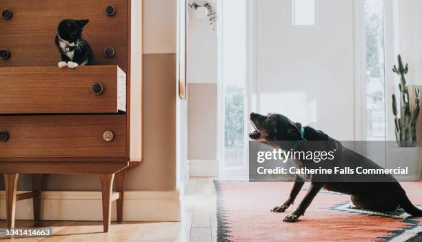 a young cat looks alarmed as a old black dog barks at her as she seeks refuge in a drawer - cat scared black stock pictures, royalty-free photos & images