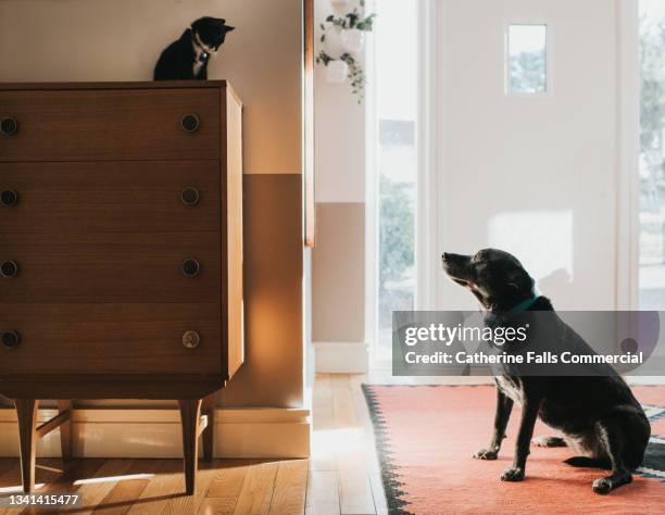 a young cat finds a safe place, out of reach of a dog, on top of a chest of drawer. - cat reaching stock pictures, royalty-free photos & images