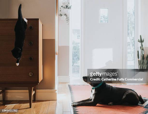a cat leaps off a chest of drawers, watched curiously by an old black dog - auf wiedersehen pet stock-fotos und bilder