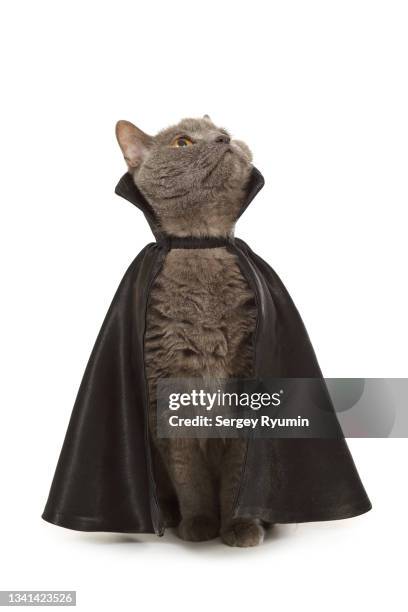 cat in a black cloak - chartreux cat stockfoto's en -beelden