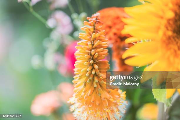 close-up of a flower bouquet. decoration service. garden party, summer festival, wedding. catering. - close up of flower bouquet stock-fotos und bilder