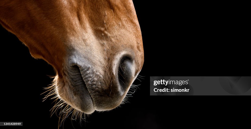Primer plano de la boca del caballo
