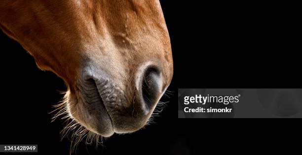 primo piano della bocca di cavallo - animal head foto e immagini stock