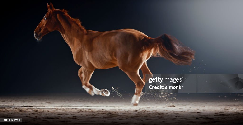 Brown horse running in riding hall