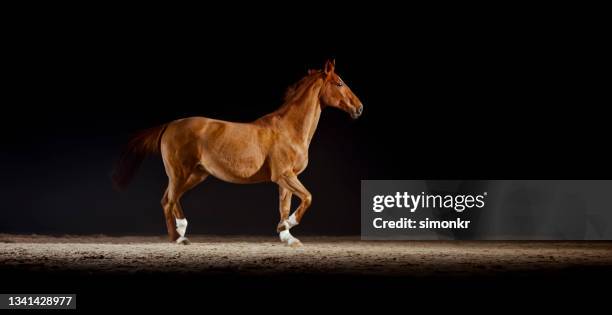 brown horse walking in riding hall - race horse stock pictures, royalty-free photos & images