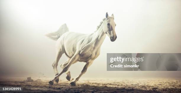 9 773点の馬 正面のストックフォト Getty Images 9 773点の馬 正面のストックフォト Getty Images