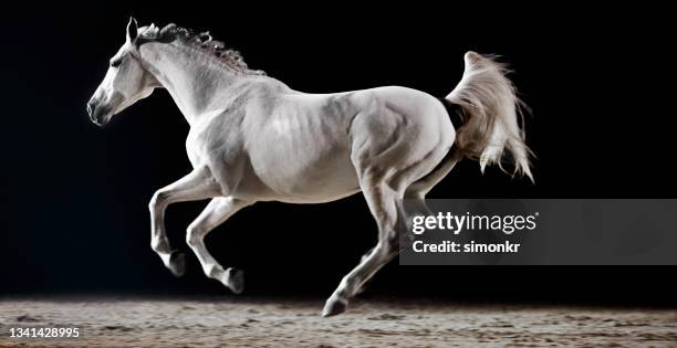 caballo blanco corriendo en la sala de equitación - caballo blanco fotografías e imágenes de stock
