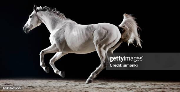 white horse running in riding hall - white horse 個照片及圖片檔