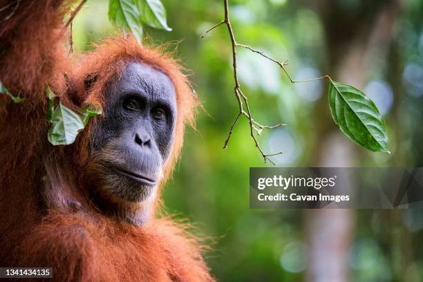 critically endangered female sumatran orangutan (pongo abelii), gunung leuser national park, sumatra, indonesia - leuser orangutan stock pictures, royalty-free photos & images