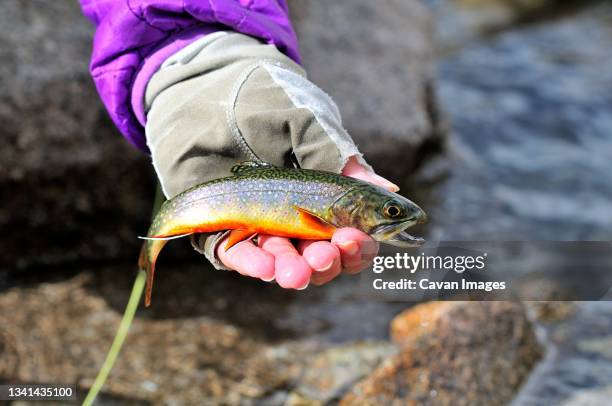 caught brook trout (salvelinus fontinalis), spain - speckled trout stock-fotos und bilder