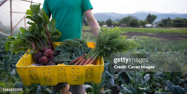 a basket of organic produce on the farm. - kale bunch stock pictures, royalty-free photos & images