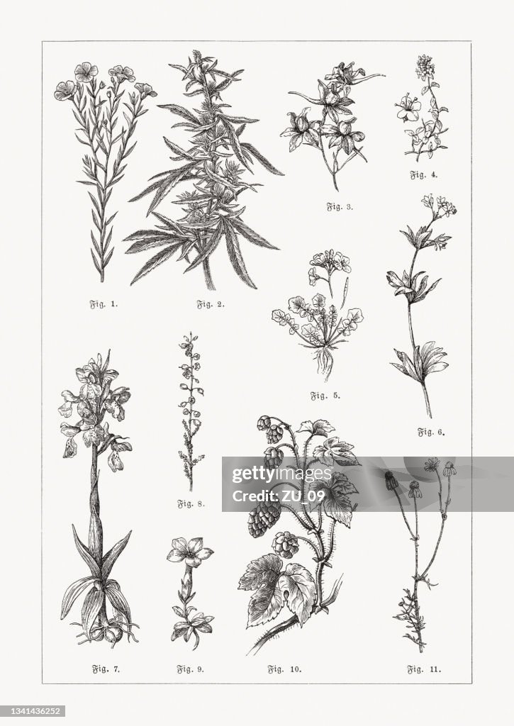 Useful and medicinal plants, wood engravings, published in 1889