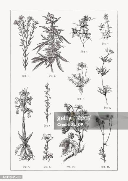 useful and medicinal plants, wood engravings, published in 1889 - marijuana herbal cannabis 幅插畫檔、美工圖案、卡通及圖標