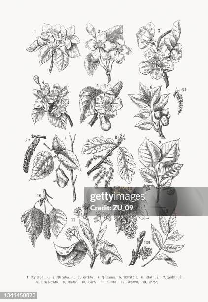 stockillustraties, clipart, cartoons en iconen met blossoms of fruit and deciduous trees, wood engravings, published 1889 - linde bladverliezende boom