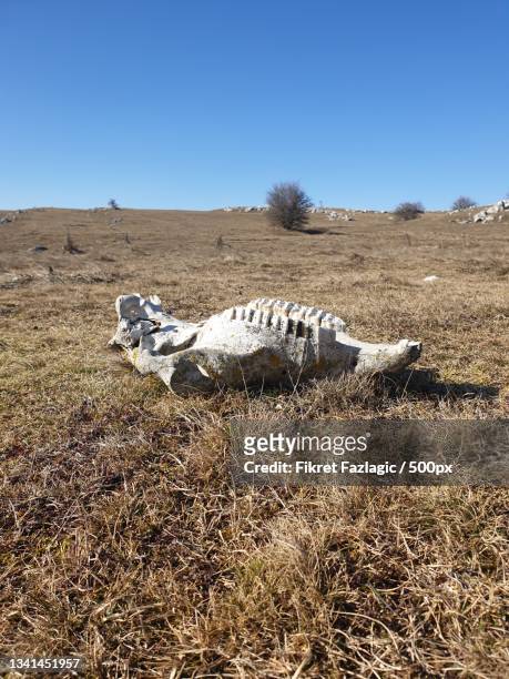 animal skull on ranch field - animal skull stock-fotos und bilder