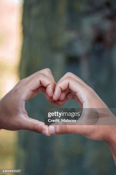 hart-shaped hands against trees. - hand hart stock pictures, royalty-free photos & images