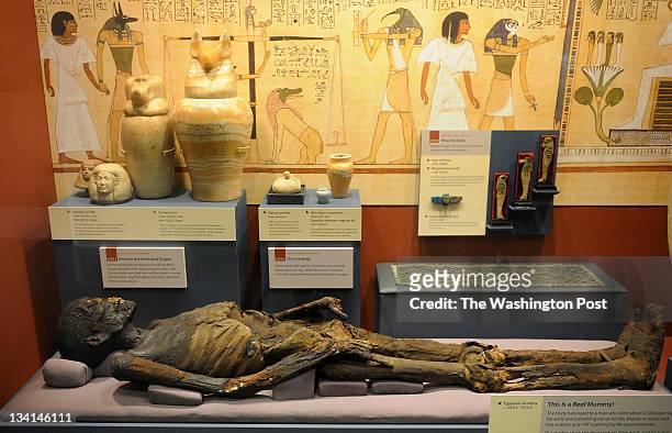 November 10, 2011: An Egyptian mummy from c. 200 B.C.- 150 A.D. That is part of the exhibit, "Eternal Life in Ancient Egypt" is seen at the...