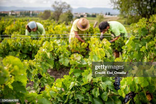 drei personen ernten weinberg - rioja stock-fotos und bilder