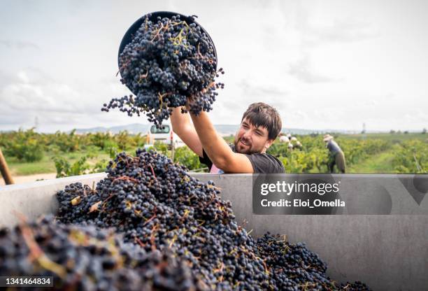 weinbergbesitzer füllt lkw mit geernteten roten trauben - winemaking stock-fotos und bilder