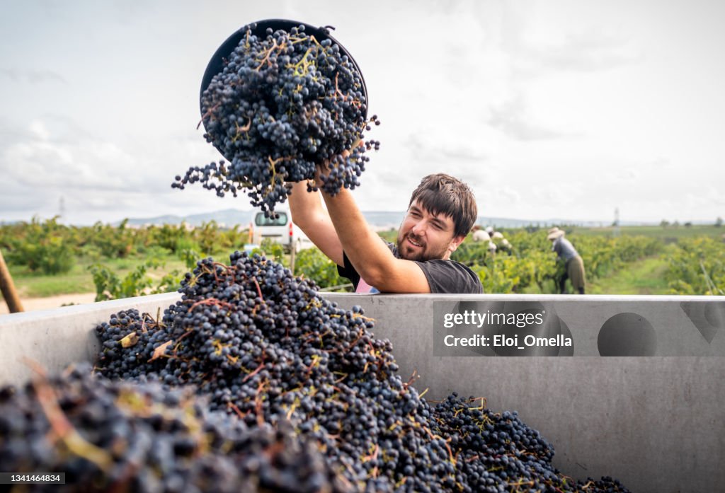 Vineyard owner filling truck of harvested red grapes