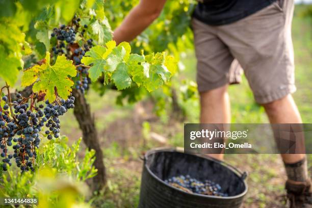 manuelle ernte von roten trauben - rioja stock-fotos und bilder