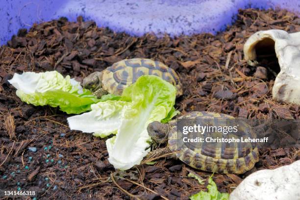 close up on hermann turtles eating salad - griechische landschildkröte stock-fotos und bilder