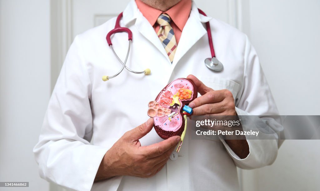Dr with kidney teaching model