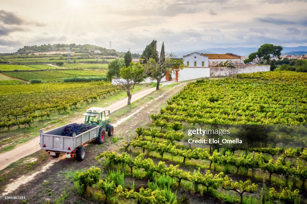 ブドウ畑のブドウでいっぱいのトラクター