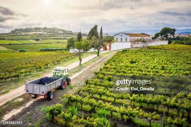 tractor full of grapes in the vineyard - wijngaard stockfoto's en -beelden
