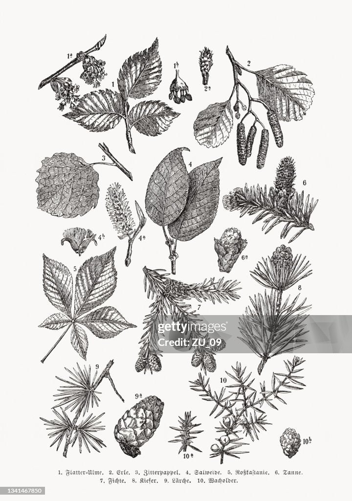 Forest and deciduous trees, wood engravings, published in 1889