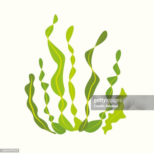 stockillustraties, clipart, cartoons en iconen met algae seaweed aquatic plants - algae