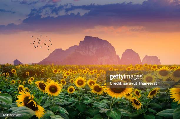 sunflower field with the evening sun - sunbeam clouds stock pictures, royalty-free photos & images