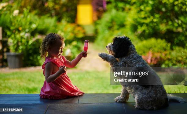 dog asking for ice cream - dog eating a girl out stock pictures, royalty-free photos & images