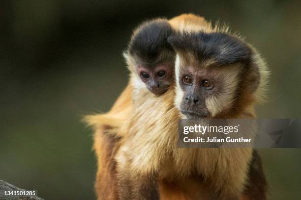 a mother hooded capuchin monkey carries her baby on it’s back in the pantanal, brazil. - primate stock pictures, royalty-free photos & images