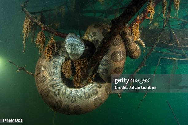 a green anaconda coils around a submerged tree branch in the pantanal, brazil - foret amazonienne photos et images de collection