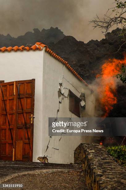 Rabbit escapes from the lava of the volcano while a house is destroyed in the area of Cabeza de Vaca, on 20 September, 2021 in El Paso, La Palma,...