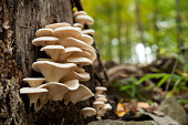 fresh oyster mushrooms on a dead tree