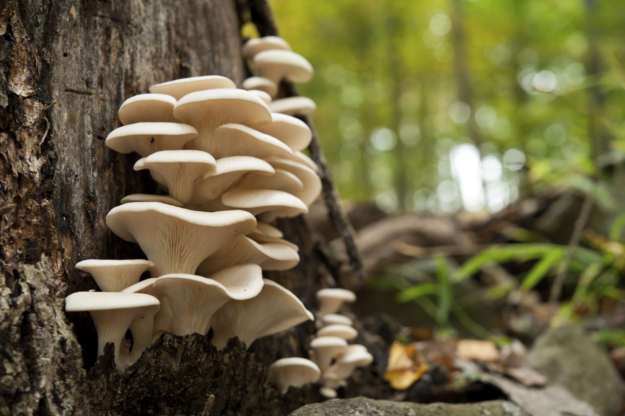 oyster mushrooms